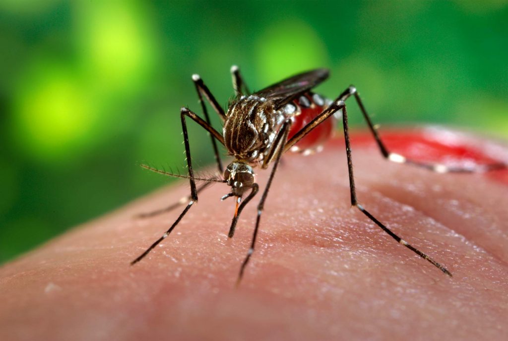 ECDC: Αύξηση των κρουσμάτων του δάγκειου πυρετού και άλλων ασθενειών που μεταδίδονται με τα κουνούπια στην Ευρώπη